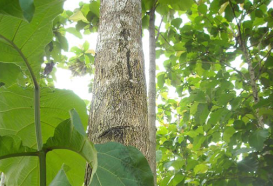 Cây gỗ Teak (Giá Tỵ)